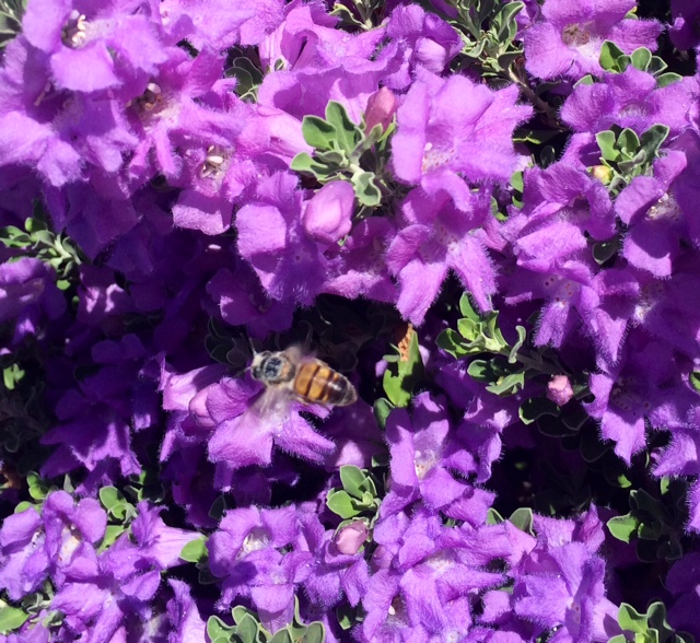 Bee in flight on lovely purple Arizona flowering shrub
